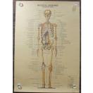 Viy|X^[zSkeletal Anatomy^Sgi}@Anterior View