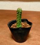 ◆サンペドロ トリコケレウス サボテン 多肉植物 抜き苗 5cm