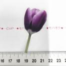 �`���[���b�v�̃R���[�W���V�[���@339