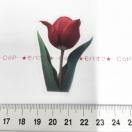 �`���[���b�v�̃R���[�W���V�[���@347