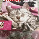 雑誌切抜き 子猫A