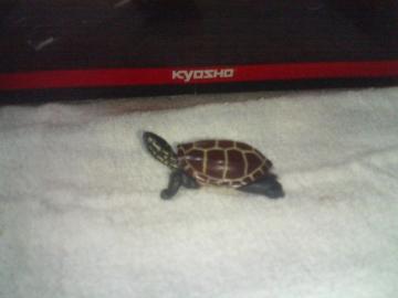 ���  ���{�̓���1 �����