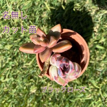 �u���b�N���[�Y ���� �����A�� �J�b�g�c �~�j�c �������c