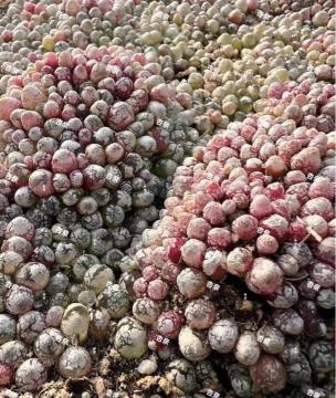 �A�� �R�m�t�B�c���@�u���P���@��N�c 12��