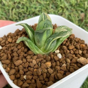 �^�C�K�[�s�O �����c ������ �n�I���`�A �^�C�K�[�s�O�� ���� �����A��