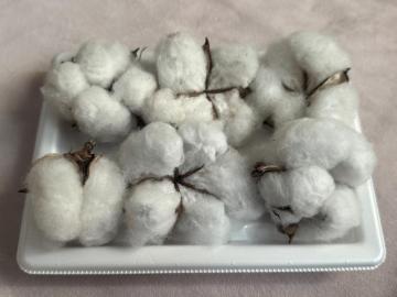 �ȉ� �R�b�g���t�����[ �� 6�� �z���C�g�R�b�g���̃h���C�t�����[�@��t��