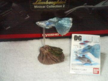 �o���_�C�@  DG1     �O�b�s�[�@    �@�u���[�O���X