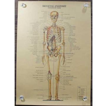 Viy|X^[zSkeletal Anatomy^Sgi}@Anterior View