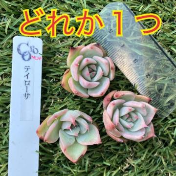 �e�C���[�T ���� �����A�� �؍��c �J�b�g�c ���c �e�C���T