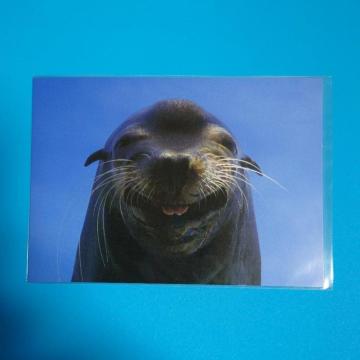 |XgJ[hJtHjAAVJV[[hgp