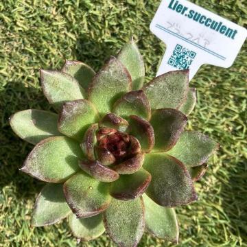 ubNxA c  A   1c G[ ``