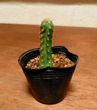 Tyh gRPEX T{e A c 5cm