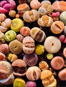 ���g�[�v�X  �g�ݍ��킹 15�� 1-2�N��