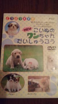 DVD \tg@NEW@ʂ̃񂾂イ@