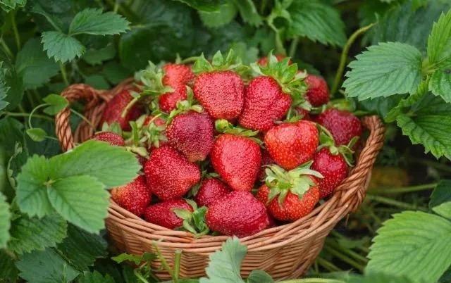 甘くて美味しい、大根と人参の抜き苗30株+季節の種セット+選べる粗品+匿名送料無料です\(^o^)/ < ペット/手芸/園芸  甘くて美味しい、大根と人参の抜き苗30株+季節の種セット+選べる粗品+匿名送料無料です\(^o^)/ < ペット/手芸/園芸の