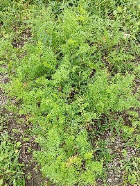 甘くて美味しい、大根と人参の抜き苗30株+季節の種セット+選べる粗品+匿名送料無料です\(^o^)/ < ペット/手芸/園芸  甘くて美味しい、大根と人参の抜き苗30株+季節の種セット+選べる粗品+匿名送料無料です\(^o^)/ < ペット/手芸/園芸の