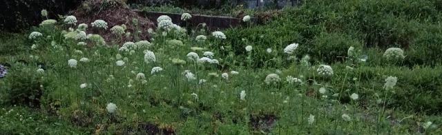 甘くて美味しい、大根と人参の抜き苗30株+季節の種セット+選べる粗品+匿名送料無料です\(^o^)/ < ペット/手芸/園芸  甘くて美味しい、大根と人参の抜き苗30株+季節の種セット+選べる粗品+匿名送料無料です\(^o^)/ < ペット/手芸/園芸の