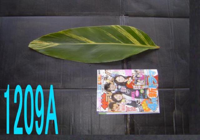 切り葉・ゲットウ黄斑・40枚+無地・40枚・計80枚セット < ペット/手芸/園芸  切り葉・ゲットウ黄斑・40枚+無地・40枚・計80枚セット  < ペット/手芸/園芸の