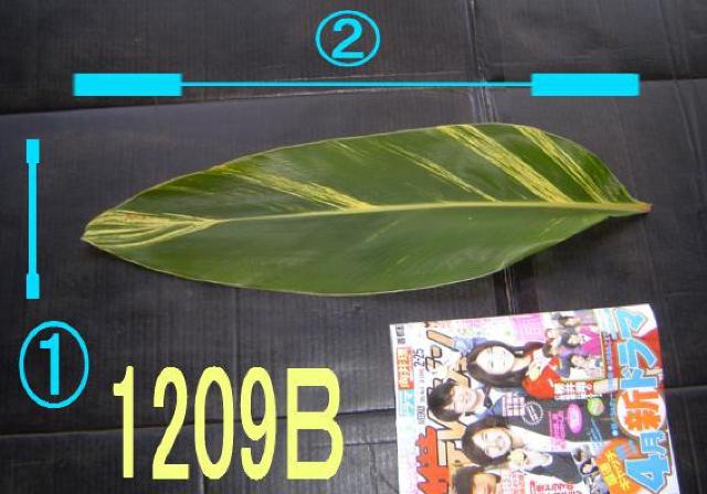 切り葉・ゲットウ黄斑・40枚+無地・40枚・計80枚セット < ペット/手芸/園芸  切り葉・ゲットウ黄斑・40枚+無地・40枚・計80枚セット < ペット/手芸/園芸の