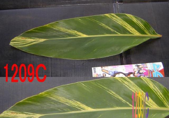 切り葉・ゲットウ黄斑・40枚+無地・40枚・計80枚セット < ペット/手芸/園芸  切り葉・ゲットウ黄斑・40枚+無地・40枚・計80枚セット < ペット/手芸/園芸の