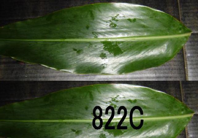 切り葉・ゲットウ黄斑・40枚+無地・40枚・計80枚セット < ペット/手芸/園芸  切り葉・ゲットウ黄斑・40枚+無地・40枚・計80枚セット < ペット/手芸/園芸の