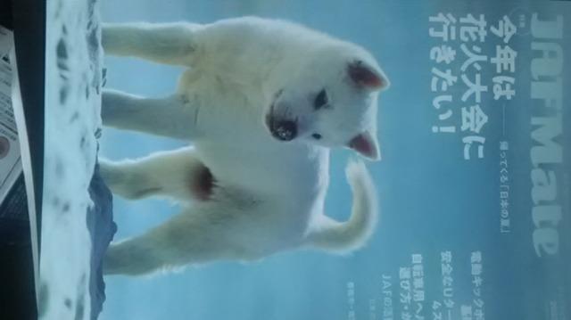 JAF、Mate(ジャフメイト)2023夏号  前田敦子  紀州犬 < 本/雑誌  JAF、Mate(ジャフメイト)2023夏号  前田敦子  紀州犬  < 本/雑誌の