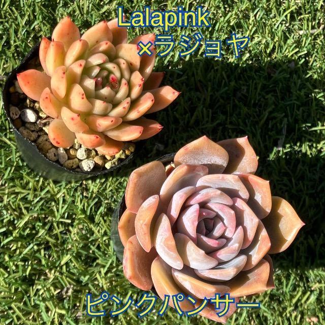 多肉 ピンクパンサー Lalapink×ラジョヤ 多肉植物 韓国苗 抜き苗 < ペット/手芸/園芸 多肉 ピンクパンサー Lalapink×ラジョヤ 多肉植物 韓国苗 抜き苗 < ペット/手芸/園芸の