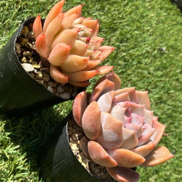 多肉 ピンクパンサー Lalapink×ラジョヤ 多肉植物 韓国苗 抜き苗 < ペット/手芸/園芸 多肉 ピンクパンサー Lalapink×ラジョヤ 多肉植物 韓国苗 抜き苗 < ペット/手芸/園芸の