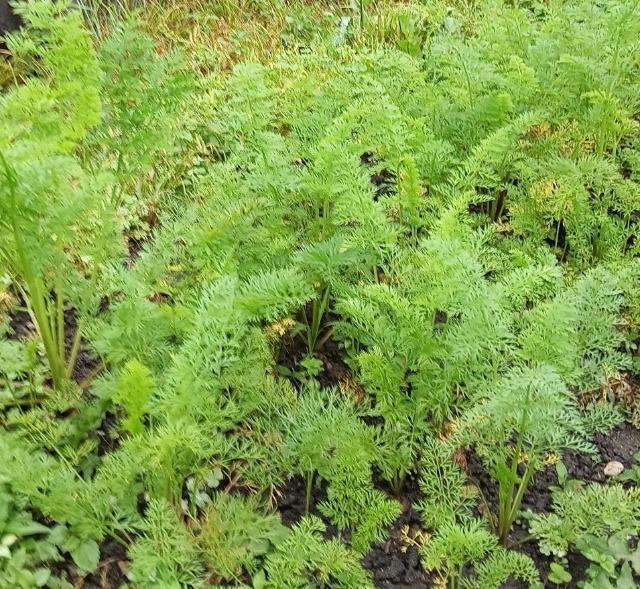 人参の強化種300粒+安心安全匿名配送です\(^o^)/ < ペット/手芸/園芸 人参の強化種300粒+安心安全匿名配送です\(^o^)/ < ペット/手芸/園芸の