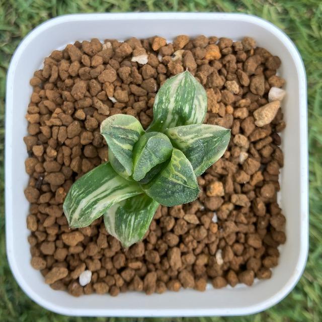 �^�C�K�[�s�O �����c ������ �n�I���`�A �^�C�K�[�s�O�� ���� �����A�� �� �y�b�g/��|/���|�� 