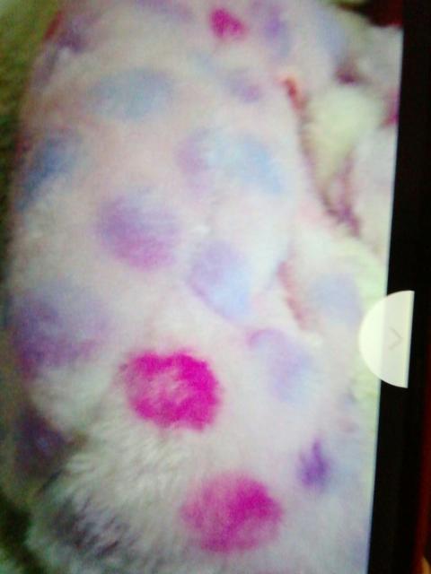 ぎテぃドっど柄ドーム型ふわもこてぃっしゅぼっくす < ホビー ぎテぃドっど柄ドーム型ふわもこてぃっしゅぼっくす < ホビーの