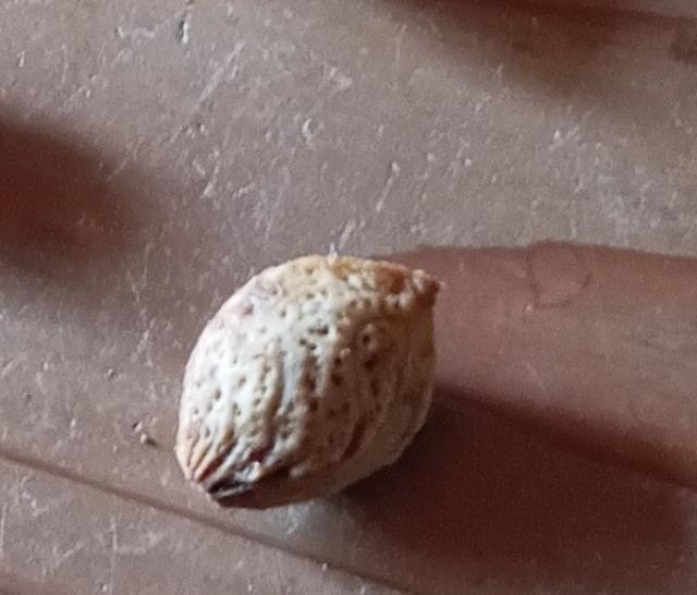 �����A�V�R�~�̖؂̎�R���{���S���S�����z���ł��_(^o^)�^ �� �y�b�g/��|/���|�� 