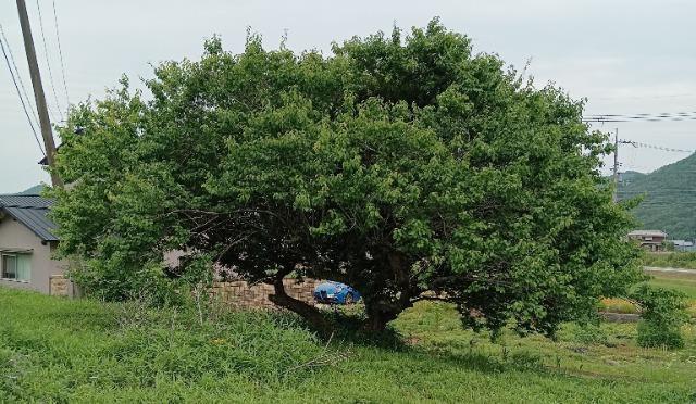 �����A�V�R�~�̖؂̎�R���{���S���S�����z���ł��_(^o^)�^ �� �y�b�g/��|/���|�� 