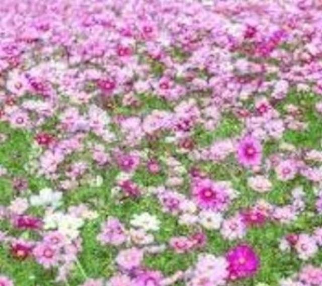 �����A�V�R�~�̖؂̎�R���{���S���S�����z���ł��_(^o^)�^ �� �y�b�g/��|/���|�� 