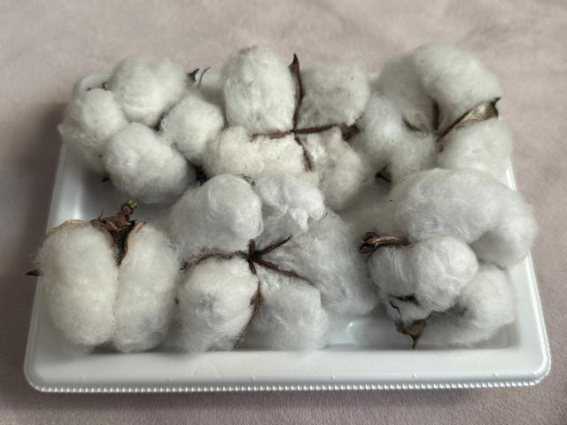 �ȉ� �R�b�g���t�����[ �� 6�� �z���C�g�R�b�g���̃h���C�t�����[�@��t��  �� �y�b�g/��|/���|�� 