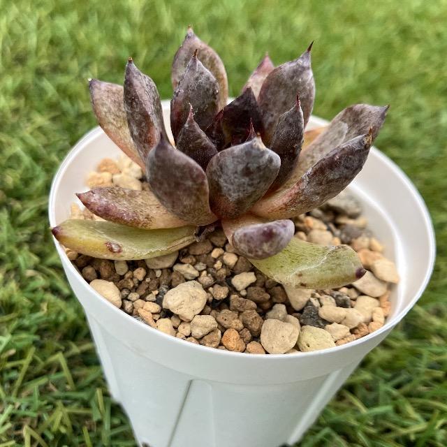 ubNWbJ c  A   1c G[  ybg/|/| 