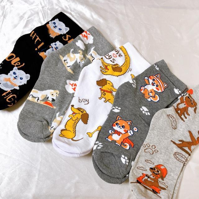 fB[XV[g\bNX 5Zbg@Jt\bNX AEghA\bNX JWA20-23cm  ȁ@Aj}   t@bV 