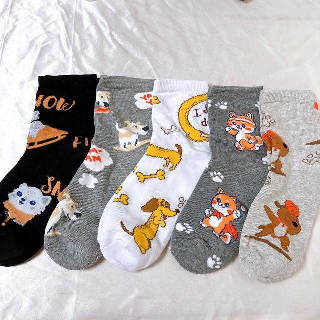 fB[XV[g\bNX 5Zbg@Jt\bNX AEghA\bNX JWA20-23cm  ȁ@Aj}  t@bV 