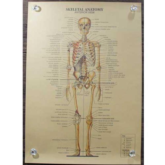 Viy|X^[zSkeletal Anatomy^Sgi}@Anterior View   zr[ 