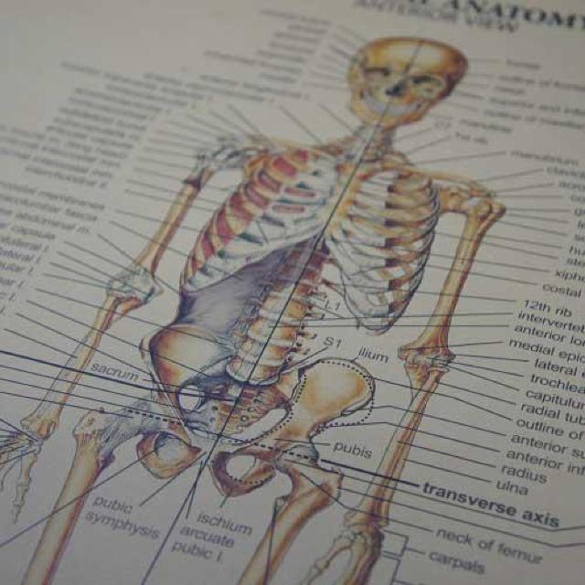 Viy|X^[zSkeletal Anatomy^Sgi}@Anterior View  zr[ 