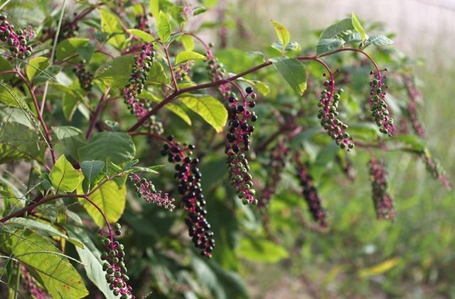 ���E�V�����}�S�{�E�̋�����P�O�O���{���S���S�����z���ł��_(^o^)�^ �� �y�b�g/��|/���|�� 