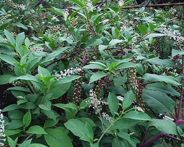 ���E�V�����}�S�{�E�̋�����P�O�O���{���S���S�����z���ł��_(^o^)�^ �� �y�b�g/��|/���|�� 