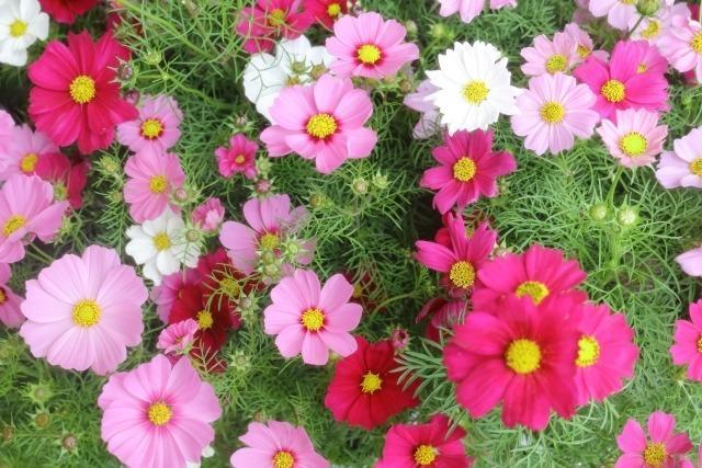 �L�@�͔|�A�G�߂̎�c�Z�b�g�{�I�ׂ�e�i�v���[���g�I���S�����̑S�����������ł�!�_(^o^)�^ 