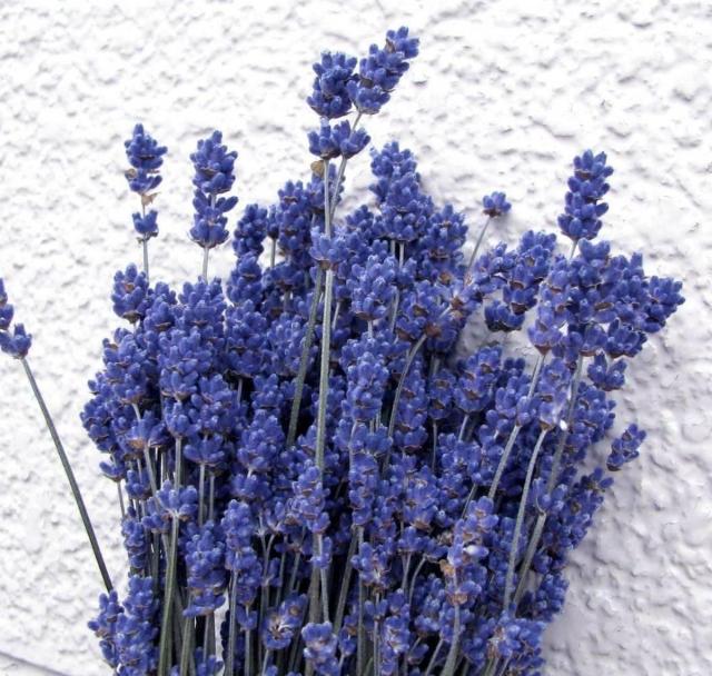 �Z�����x���_�[����E�߂��ݍH�[ �k�C���h���C�t�����[ �ԍ� ���[�X