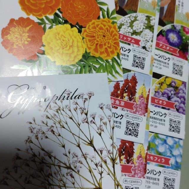 花の種8袋セット < ペット/手芸/園芸 花の種8袋セット < ペット/手芸/園芸の