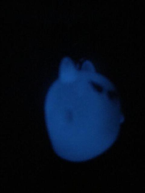 暗闇で光る!かわいいオバケのキーホルダー B 蓄光 夜光 お化け キャラクター雑貨 キーリング バッグアクセサリー < 女性ファッション  暗闇で光る!かわいいオバケのキーホルダー B 蓄光 夜光 お化け キャラクター雑貨 キーリング バッグアクセサリー < 女性ファッションの