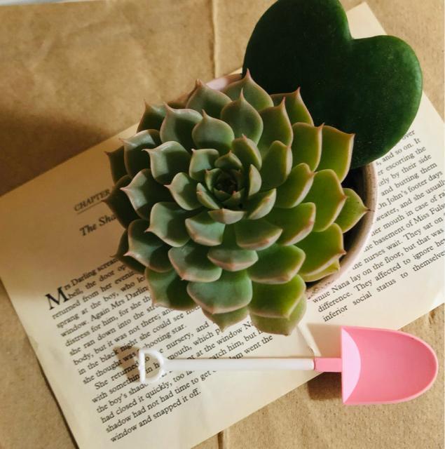 シャベルスプーン 10個 < インテリア/ライフ シャベルスプーン 10個 < インテリア/ライフの