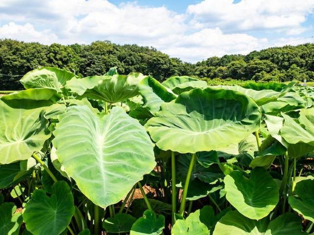 里芋の種200粒+マリーゴールド花種+選べる粗品+全国匿名送料無料です\(^o^)/ < ペット/手芸/園芸 里芋の種200粒+マリーゴールド花種+選べる粗品+全国匿名送料無料です\(^o^)/ < ペット/手芸/園芸の