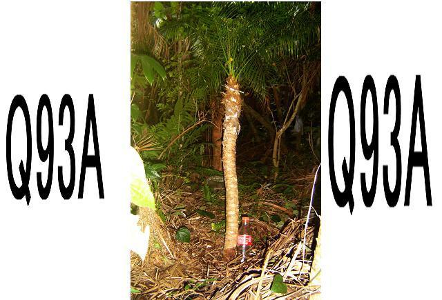 フェニックスロベレニー Part 5 < ペット/手芸/園芸  フェニックスロベレニー Part 5  < ペット/手芸/園芸の