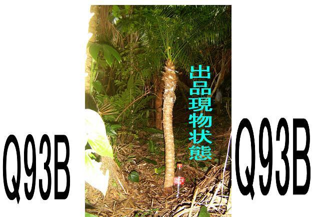 フェニックスロベレニー Part 5 < ペット/手芸/園芸  フェニックスロベレニー Part 5 < ペット/手芸/園芸の